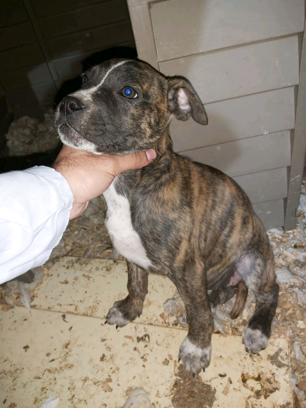 cane corso american bulldog